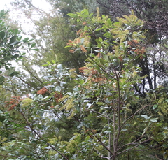 Pterophylla sylvicola