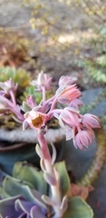 Echeveria gibbiflora × potosina