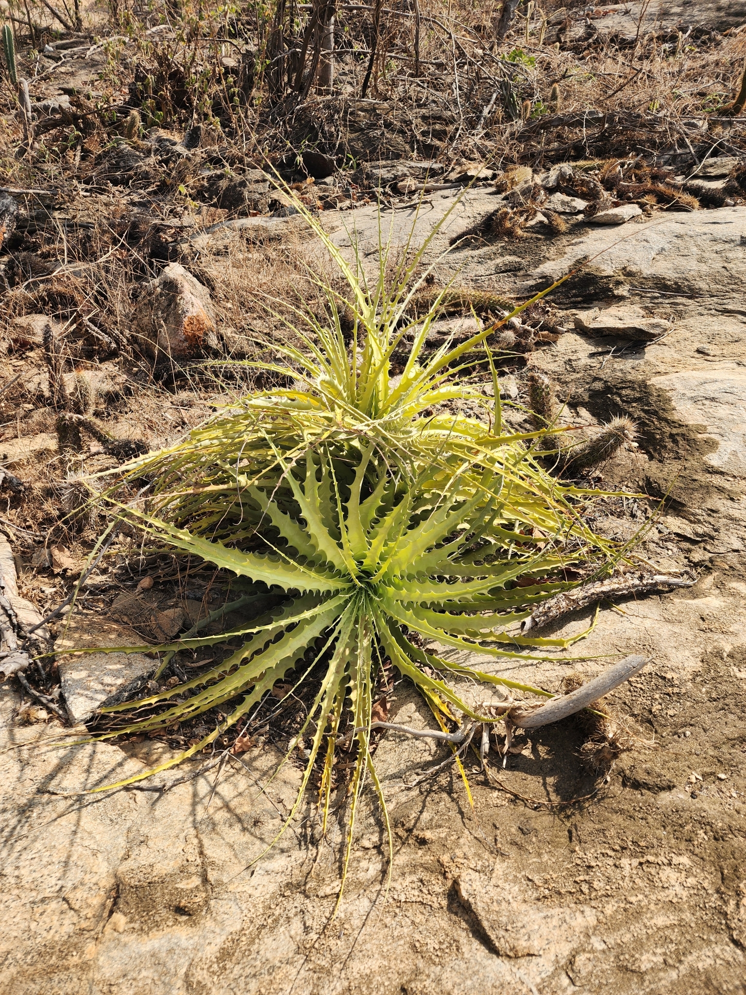 Encholirium spectabile
