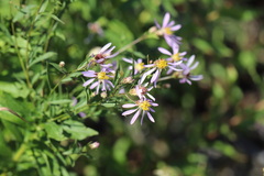 Eucephalus engelmannii
