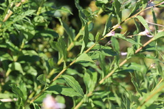 Eucephalus engelmannii, photograph Sue Elwell, CC0, iNaturalist via GBIF