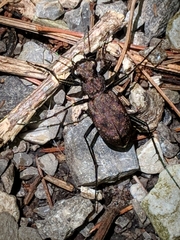 Apterodela unipunctata