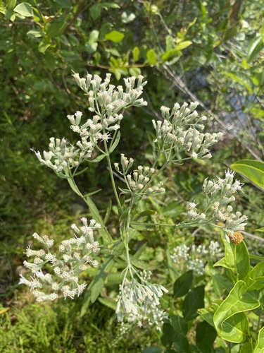 Image of Eupatorium novae by (c) Cherrie Corey, some rights reserved (CC BY)