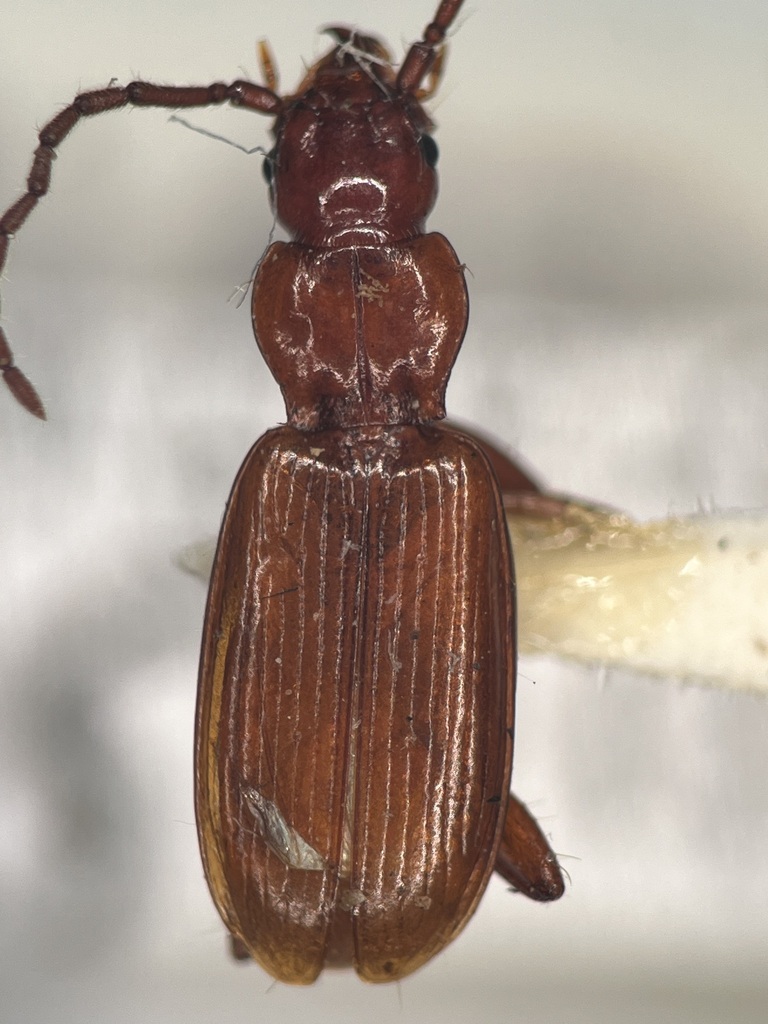 Platidiolus