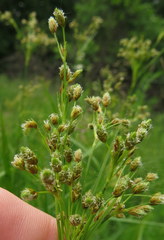 Scirpus pendulus