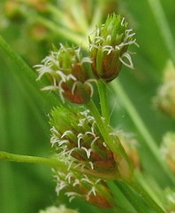 Scirpus pendulus