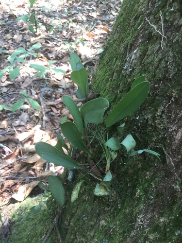 snake orchid (Restrepiella ophiocephala)