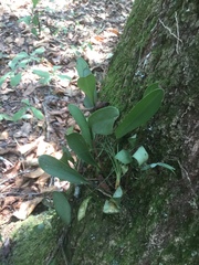 Restrepiella ophiocephala