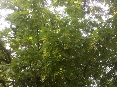Tropical Hornbeam (Carpinus tropicalis)