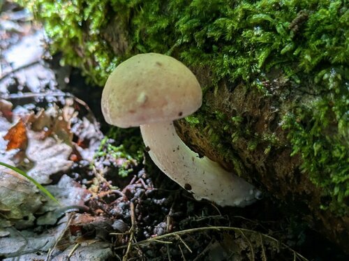 Mucilopilus castaneiceps