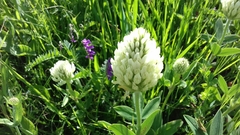 Trifolium montanum