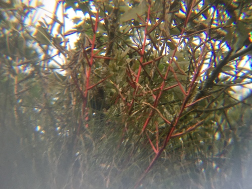 Tillandsia kirchhoffiana, photograph 5