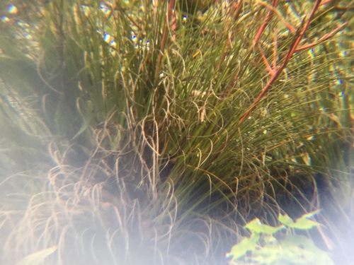 Tillandsia kirchhoffiana, photograph 4