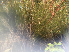 Tillandsia kirchhoffiana, photograph (c) Erick Vélez Sánchez, some rights reserved (CC BY)
