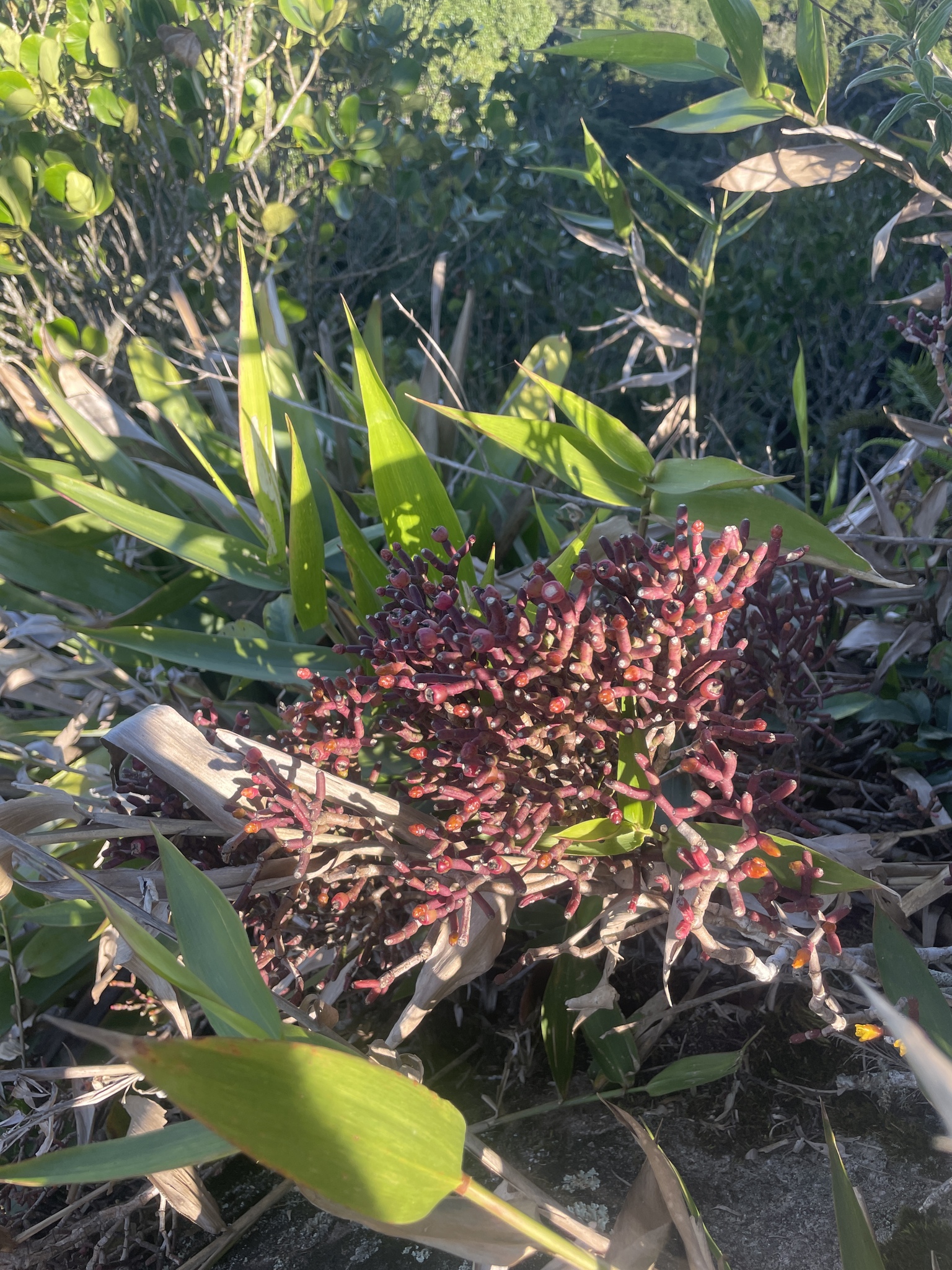 Imagem de Flor-de-maio
