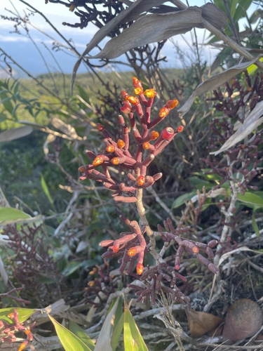 Hatiora cylindrica