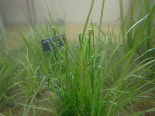 Eriocaulon heleocharioides iNat (1)