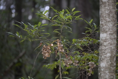 Dioscorea transversa