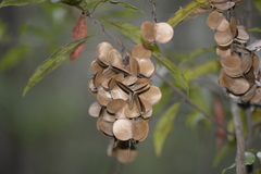 Dioscorea transversa