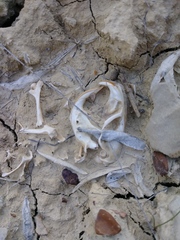 Thomomys talpoides