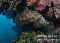 Chromileptes altivelis