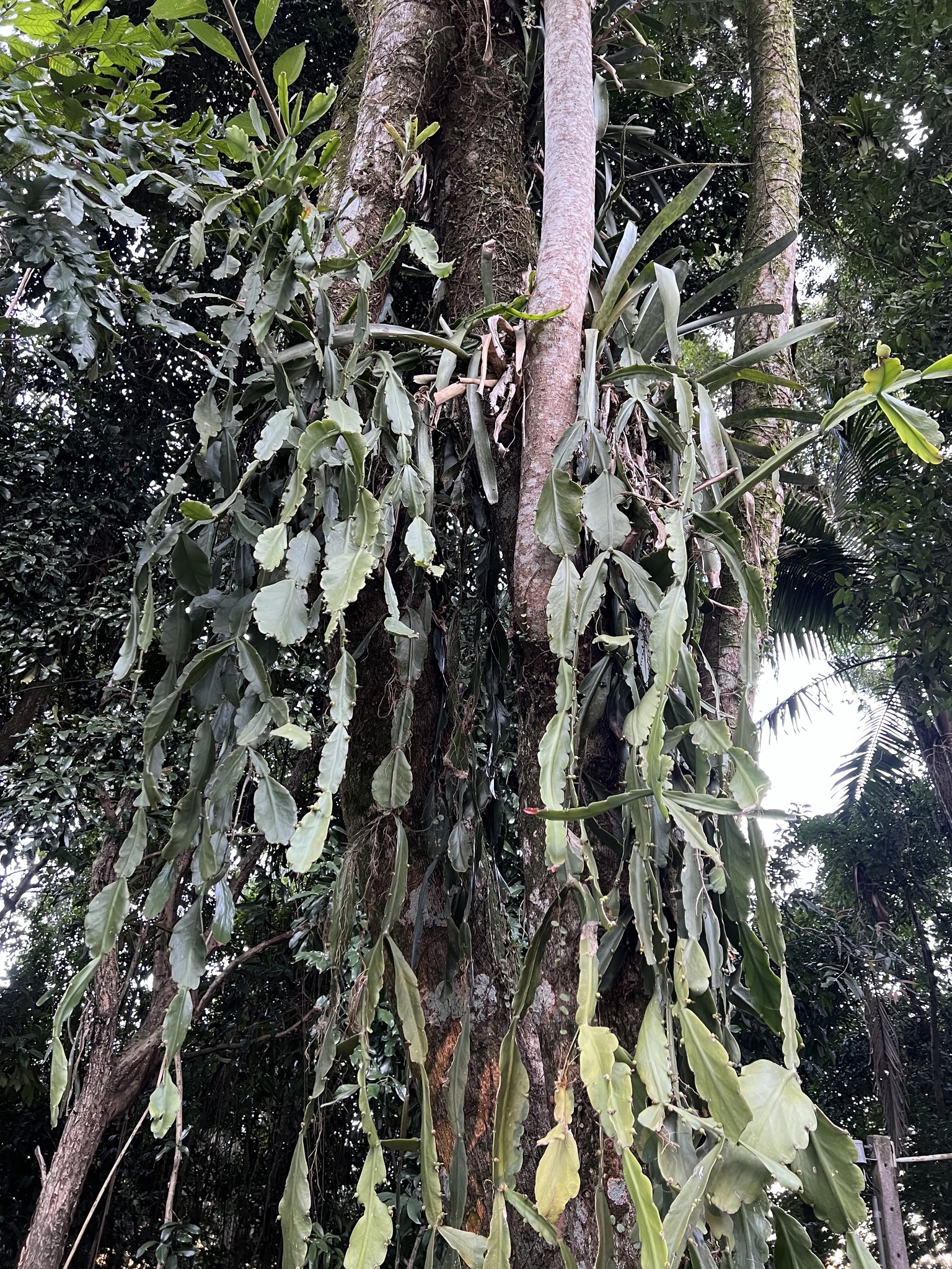 Rhipsalis pachyptera