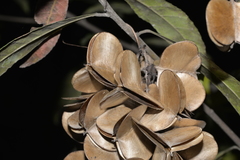 Dioscorea transversa