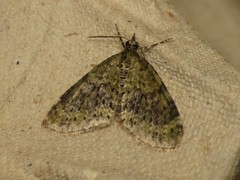 Acasis viretata