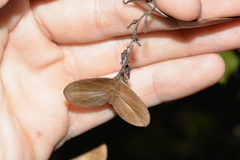 Dioscorea transversa