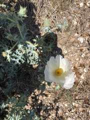 Argemone chisosensis