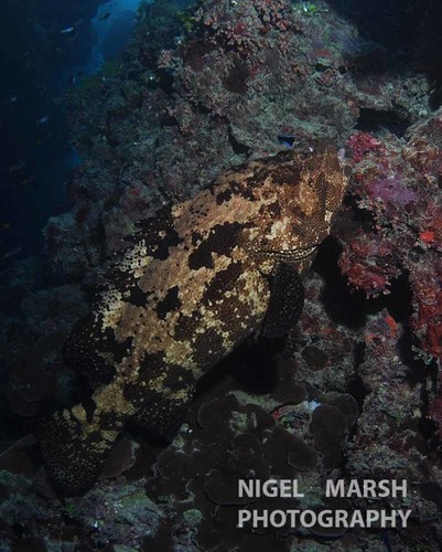 Flowery Rockcod
