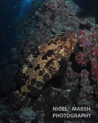 Epinephelus fuscoguttatus