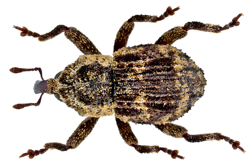 Representative image of Acalles