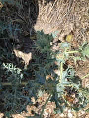 Argemone chisosensis