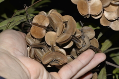 Dioscorea transversa