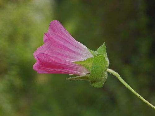 Spotted-stalked Tree-mallow
