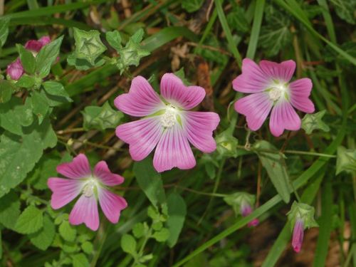 Spotted-stalked Tree-mallow