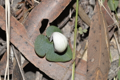 Corybas barbarae