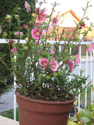 Spotted-stalked Tree-mallow
