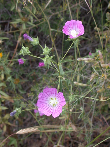 Spotted-stalked Tree-mallow