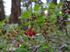 Ribes roezlii roezlii