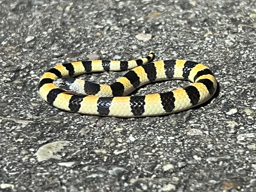 Banded Sand Snake