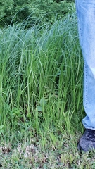 Carex lacustris