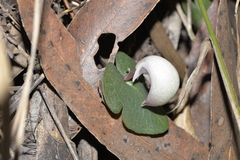 Corybas barbarae