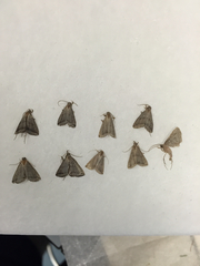 Lysimelia neleusalis