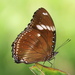 Great Eggfly - Photo (c) Soh Kam Yung, some rights reserved (CC BY-NC), uploaded by Soh Kam Yung