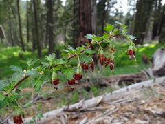 Ribes roezlii roezlii