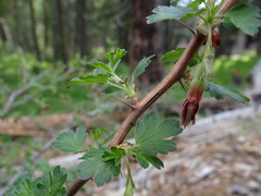 Ribes roezlii roezlii