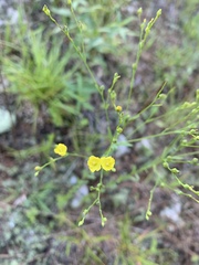 Linum virginianum