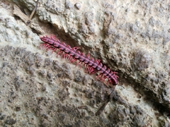 Helicorthomorpha